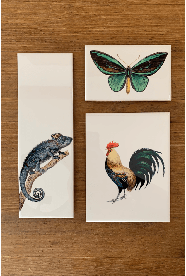 Combinação de Parede Animals Combinação de Parede Animals