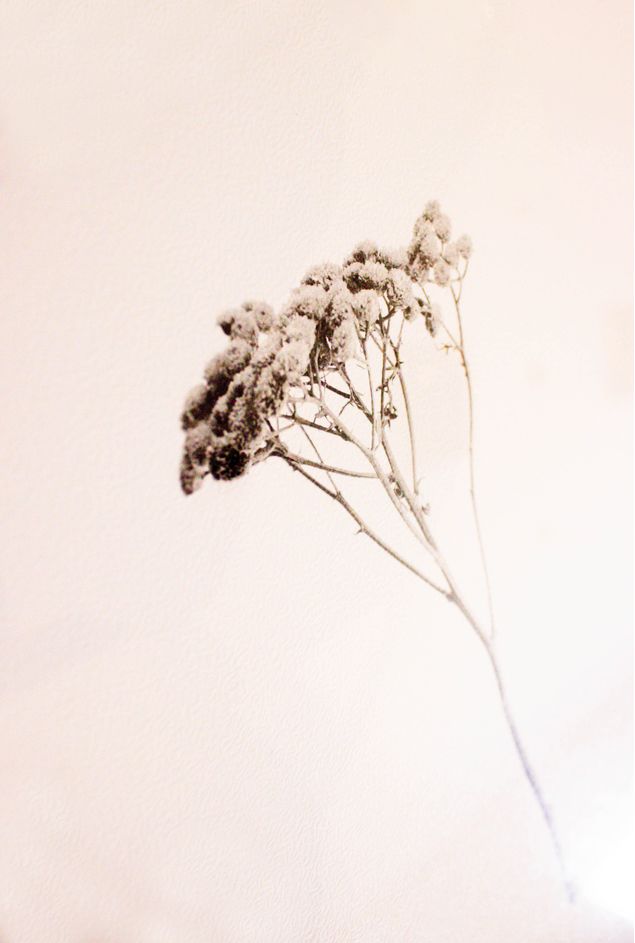Quadro-decorativo-Botanico-de-inverno-II--2-.jpg