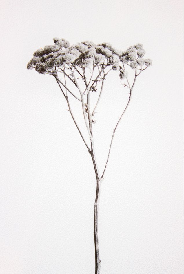 Quadro-decorativo-Botanico-de-inverno-II--7-.jpg