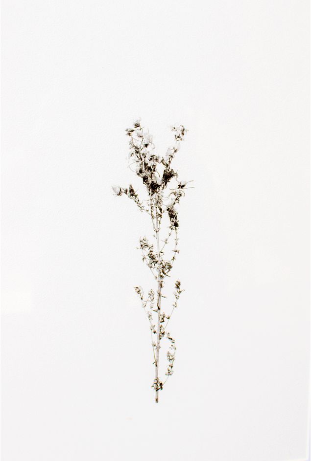 Quadro-decorativo-Botanico-de-inverno-IV--8-.jpg